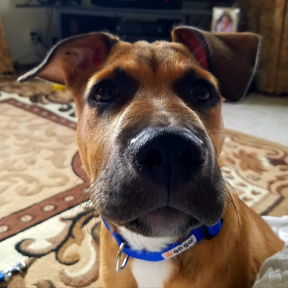 dog news stories