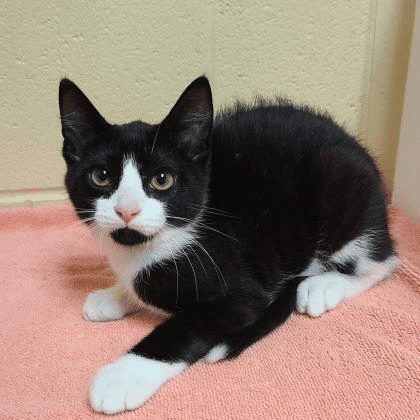 Wisconsin Humane Society's Boston is a lovely kitten in need of a
