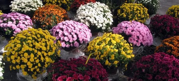 Chrysanthème
