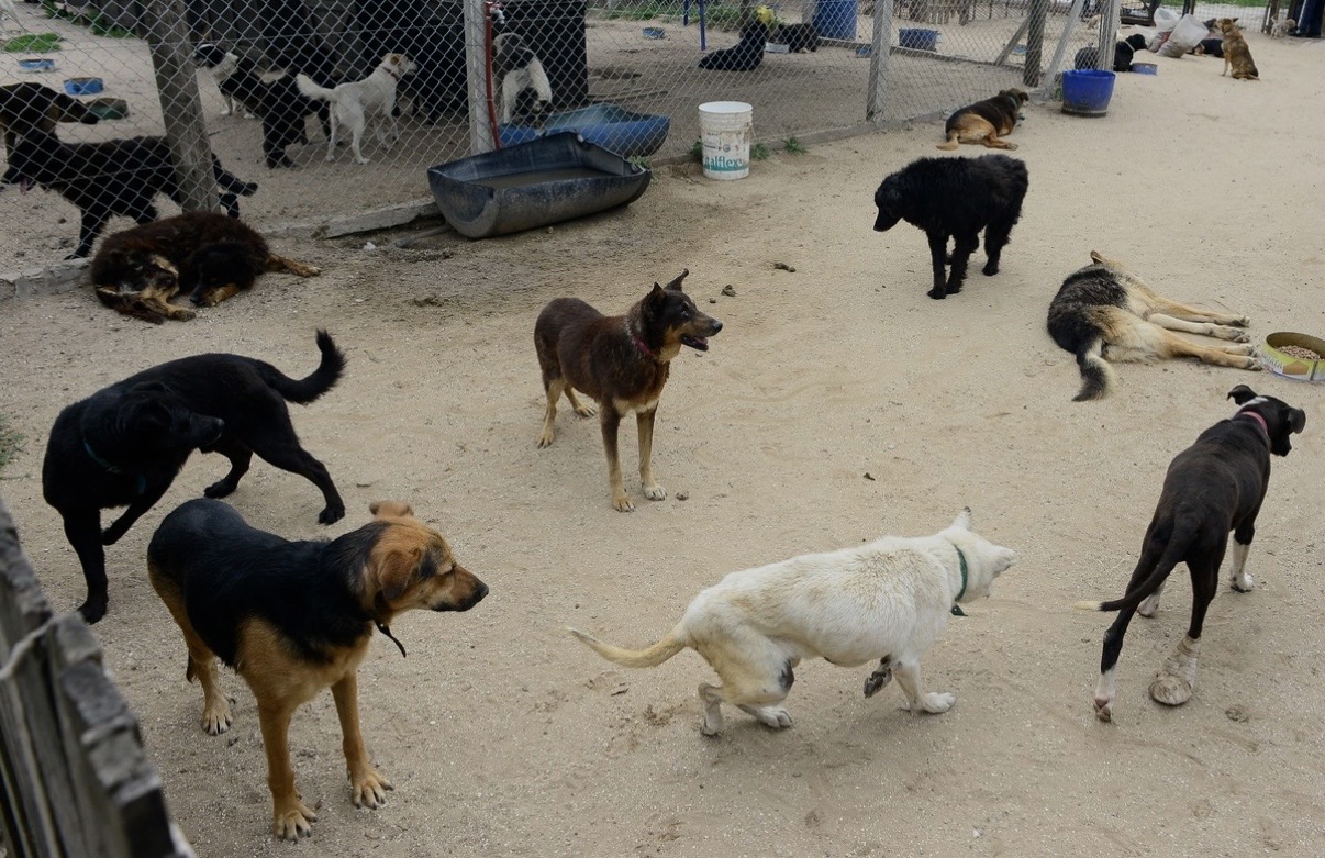 Preocupación por la superpoblación canina y felina: “Se hacen 20 castraciones pero por día nacen 70 cachorros”