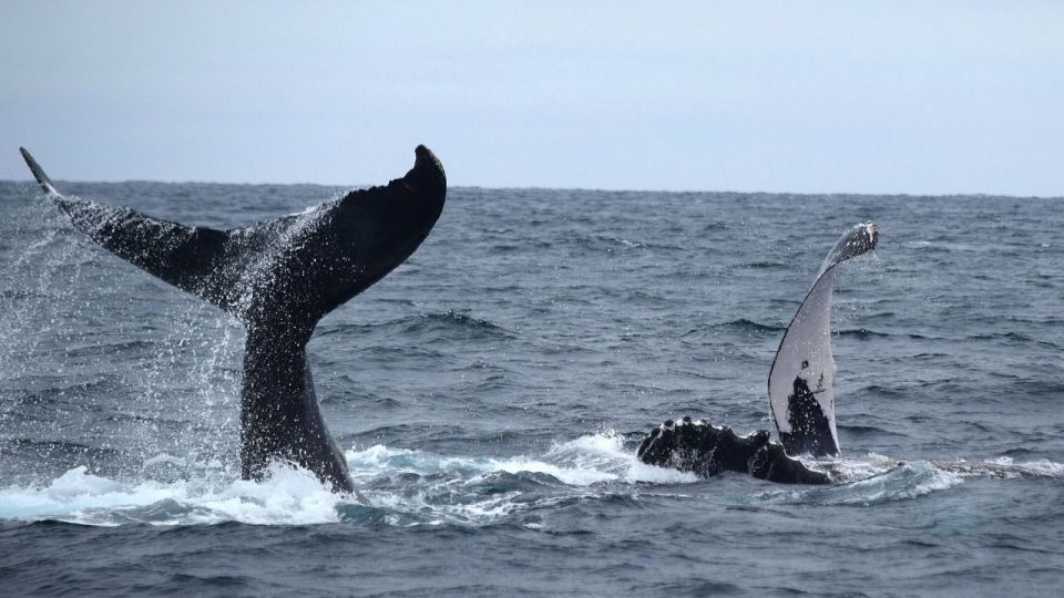 Mirá cómo llegaron, desde la Antártida, 6.000 ballenas jorobadas a Ecuador