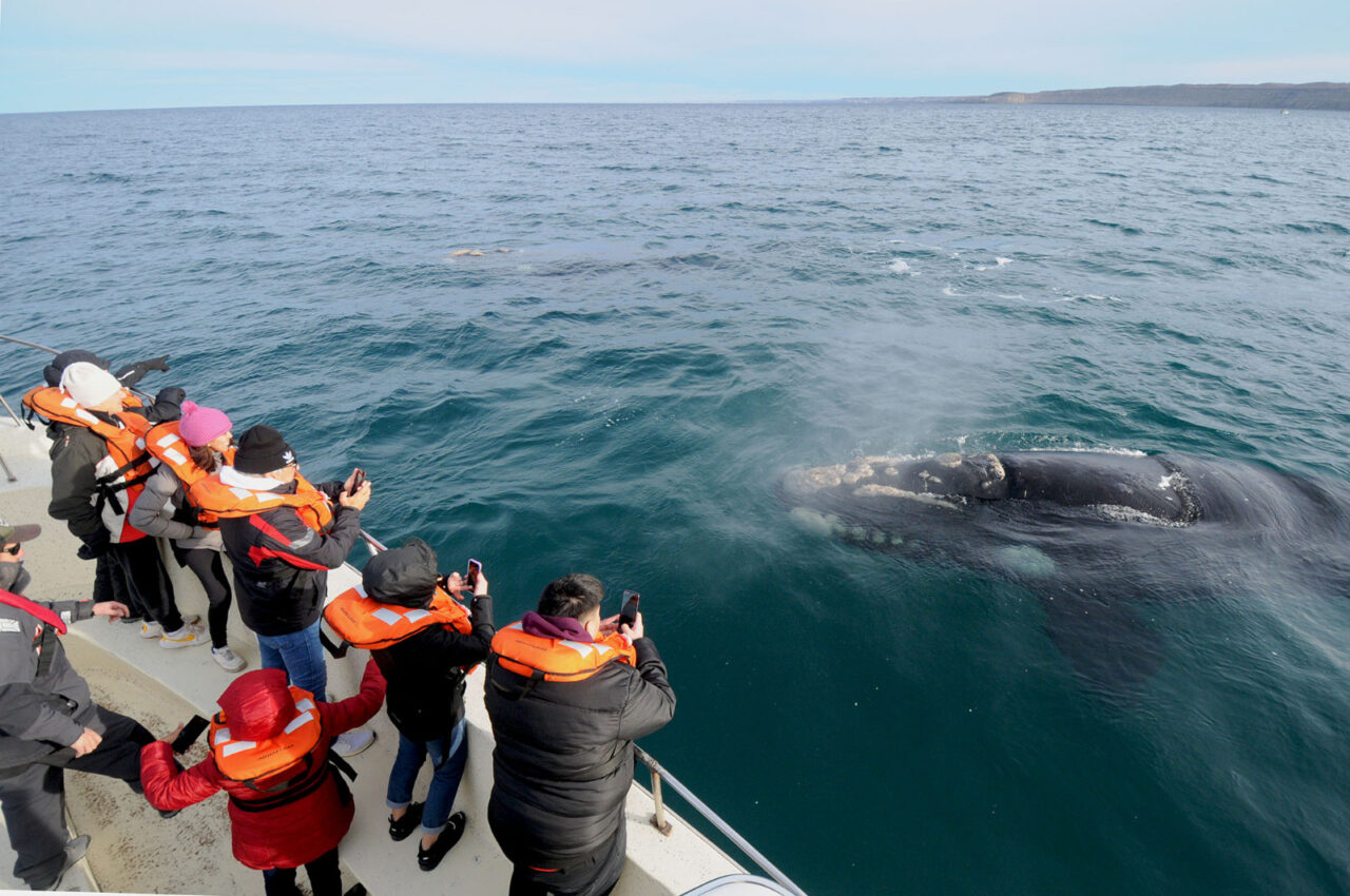 Con una amplia agenda de actividades, Chubut promociona la Semana de las Ballenas