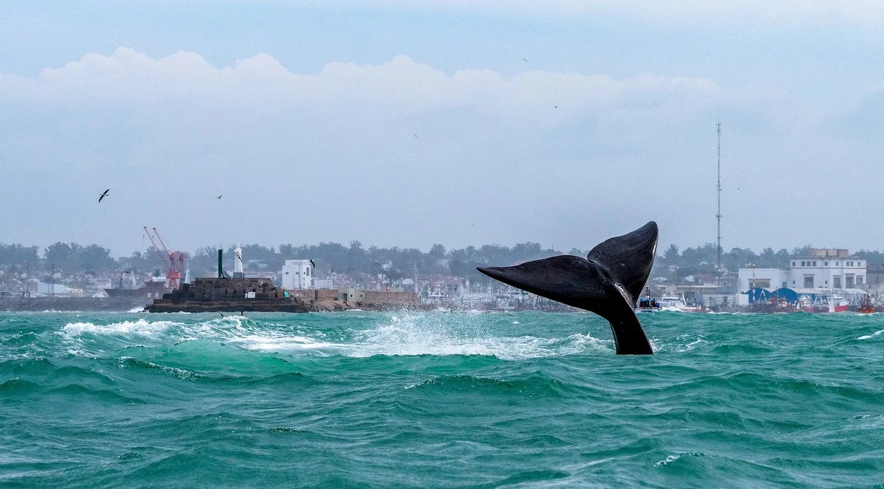 Comienza la temporada de ballenas en Mar del Plata: los mejores lugares para avistarlas desde la costa