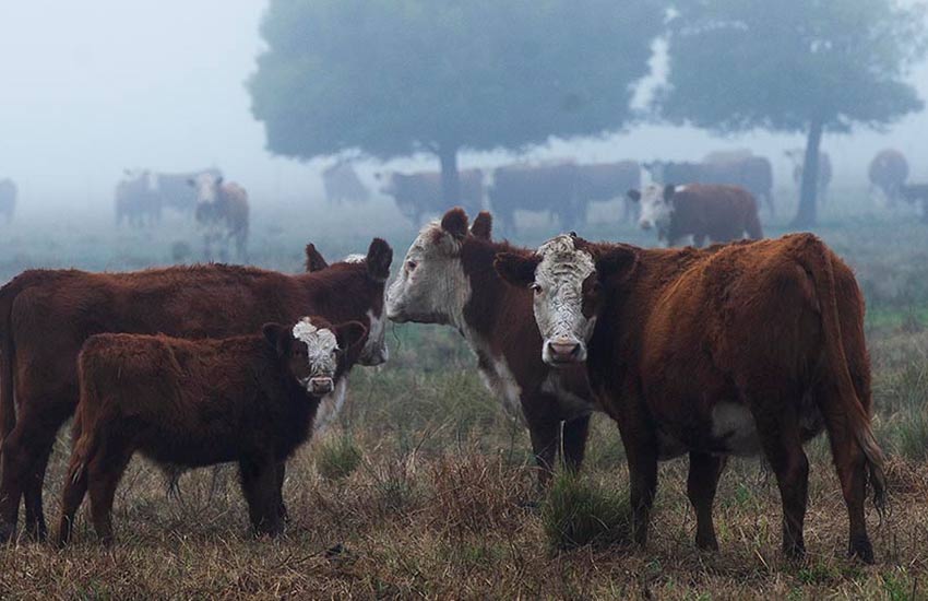 “El precio de la carne no va a bajar porque el problema es la inflación, no la exportación”