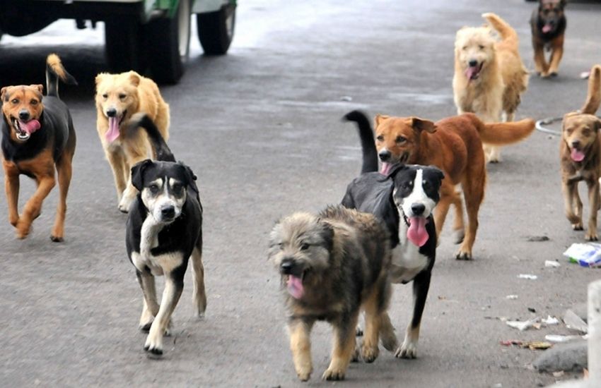 Perros en la calle en Maciá: “Se han hecho muchísimas multas”
