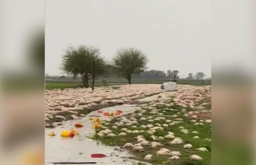 Temporal destruyó galpones y mató miles de pollos en una granja de Colonia San Ernesto