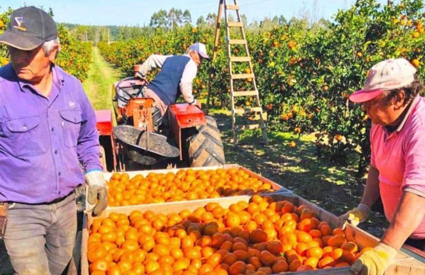 Una empresa entrerriana fundada en 1950 compite por los Premios PYME