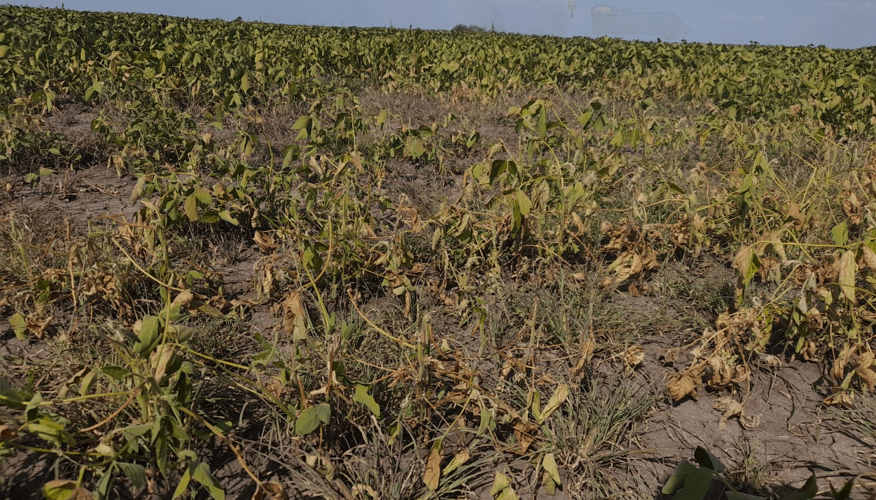 Hubo pérdidas por 570 millones de dólares en Entre Ríos por la sequía