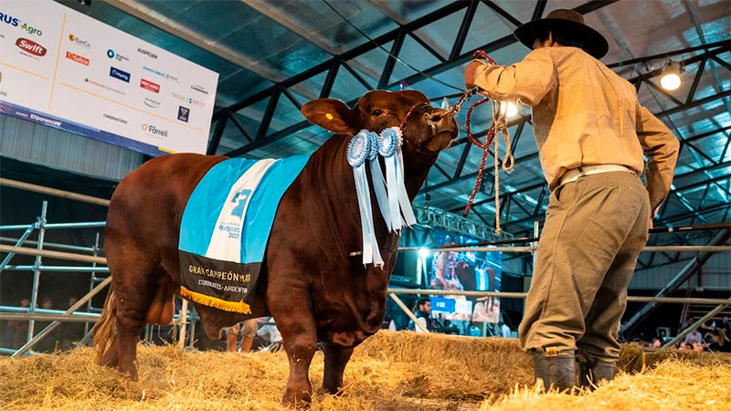 En Corrientes pagaron 38,5 millones de pesos por el 50% de un toro de cabaña entrerriana