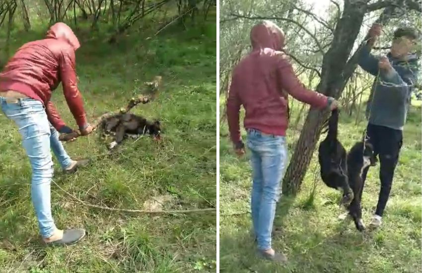 Maldad pura: tres jóvenes asesinaron a un perro con un palo en Villa San Marcial