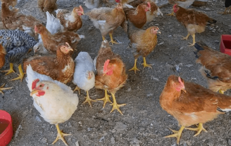 Gripe aviar: Argentina se declaró libre de la enfermedad