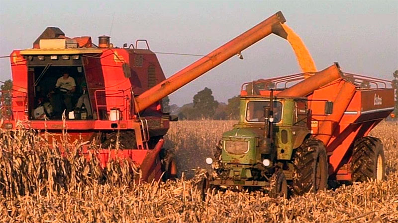 La producción total de maíz caería un 49% en Entre Ríos