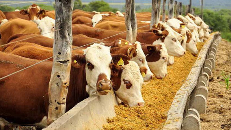 Septiembre marcó una brusca caída en los precios de animales para faena