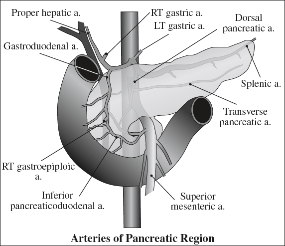 of Liver, Bile ducts, Pancreas and Spleen | Radiology Key