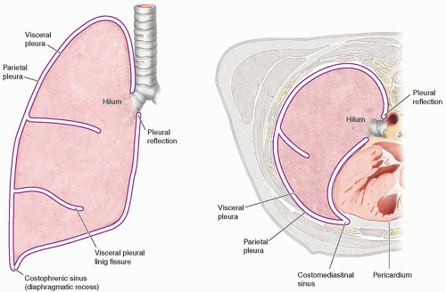 Each individual is unique, so survival rates, treatments and symptoms vary by pati. Pleura Radiology Key