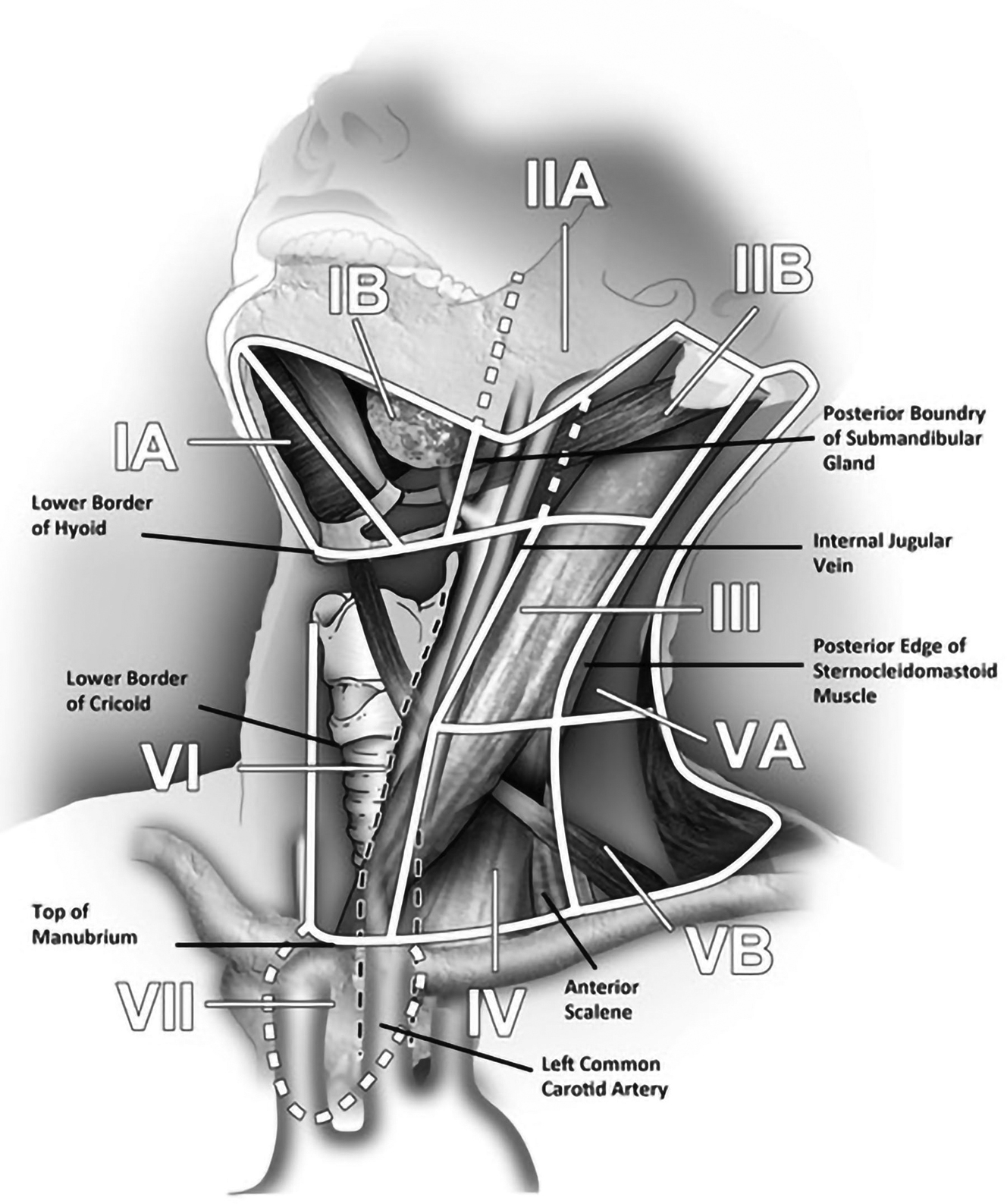 Neck Lymph Nodes Levels Neck Lymph Node Levels Chart NTUNZ Gr3 10 