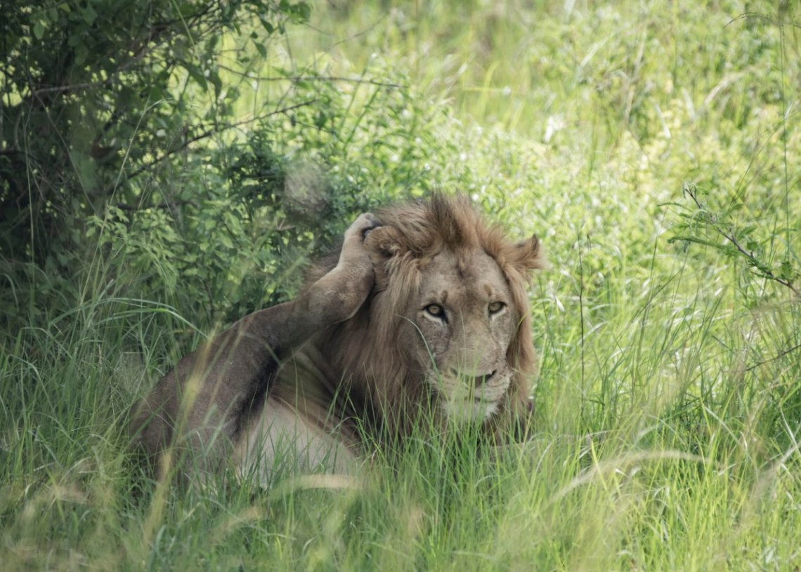 IFOTO: Umwami w’Ishyamba muri Pariki Akagera yagaragaye ibitekerezo byamubanye byinshi