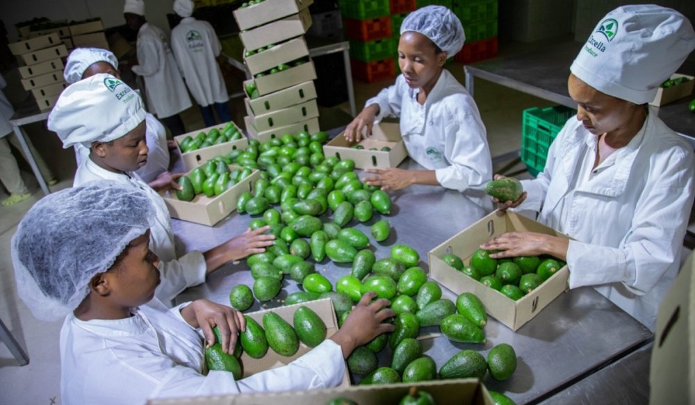 Rwanda’s Agricultural Export Revenue Exceeded Rwf20bn in Early October