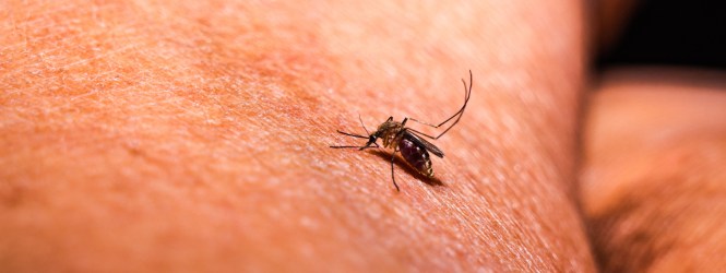 Portuguesa trabalha na geração de uma proteína para travar a malária