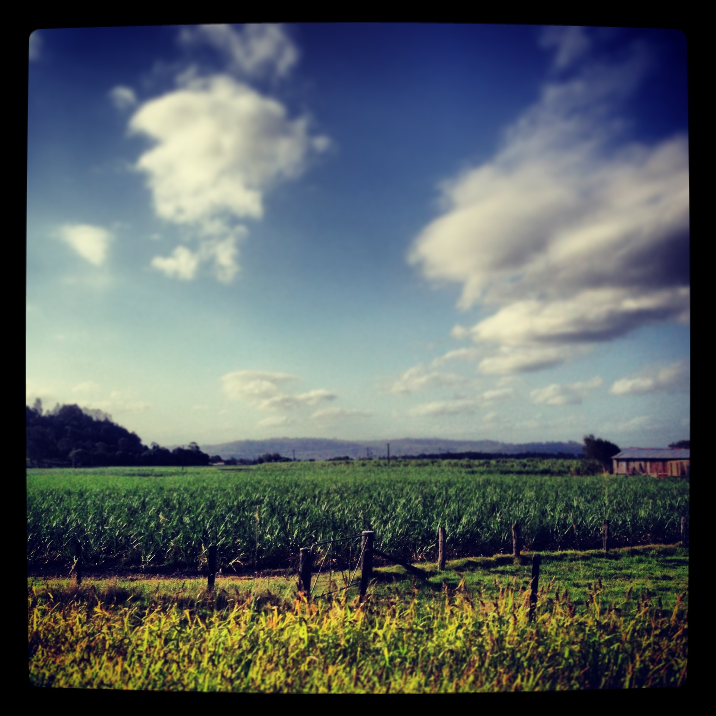 Endless sea of cane...