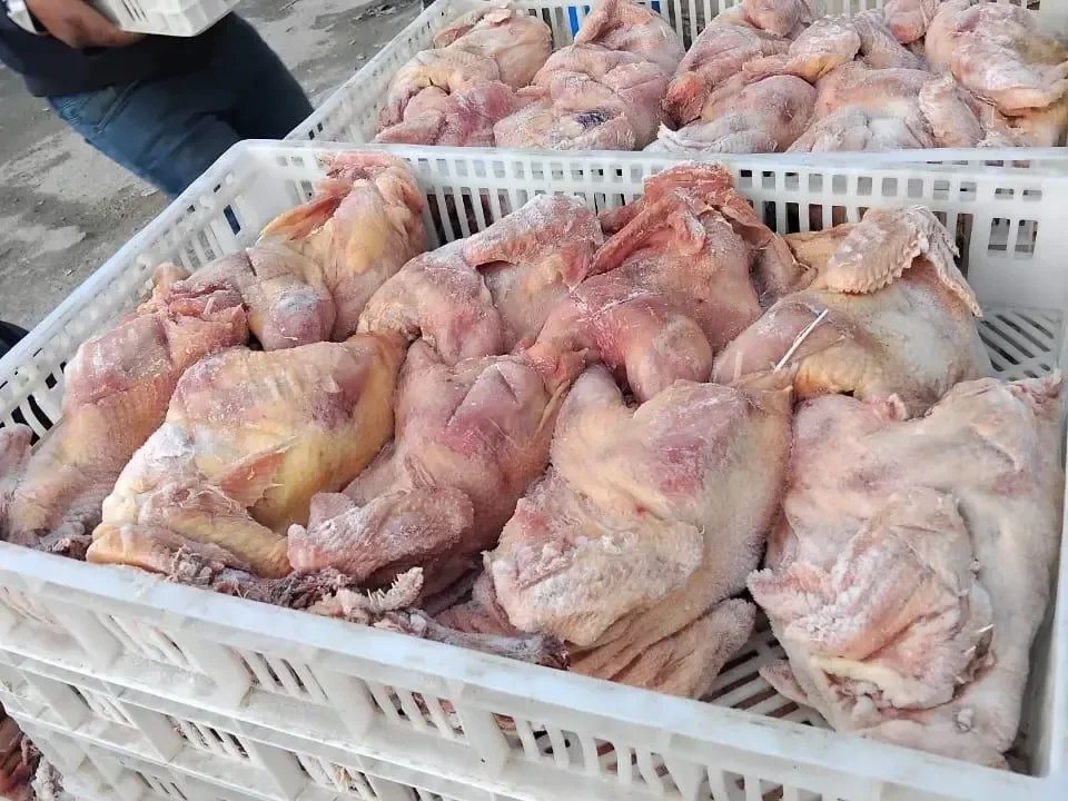 مباحث “تموين خانيونس” تضبط وتُعدم 20 طنًا من الدواجن المجمدة الفاسدة