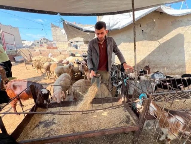 أزمة الأضاحي تتفاقم في غزة.. أسعار المواشي تتجاوز 5 آلاف دولار وتحرم آلاف الأسر من الشراء
