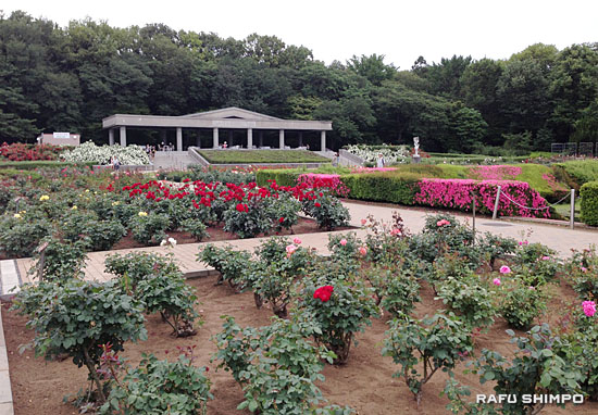 都立神代植物公園 咲き誇るｌａ市寄贈のバラ Rafu Shimpo