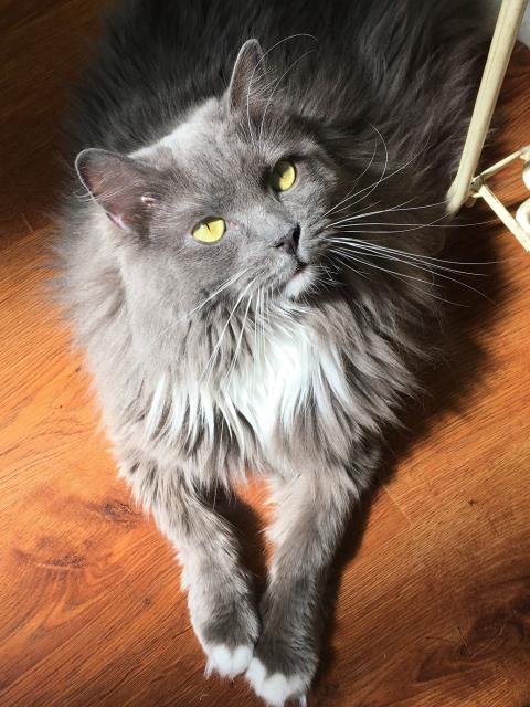 We may earn commission on some of the items you choose to buy. Ragdoll Blues - Available Ragdoll Kittens for sale by Breeder