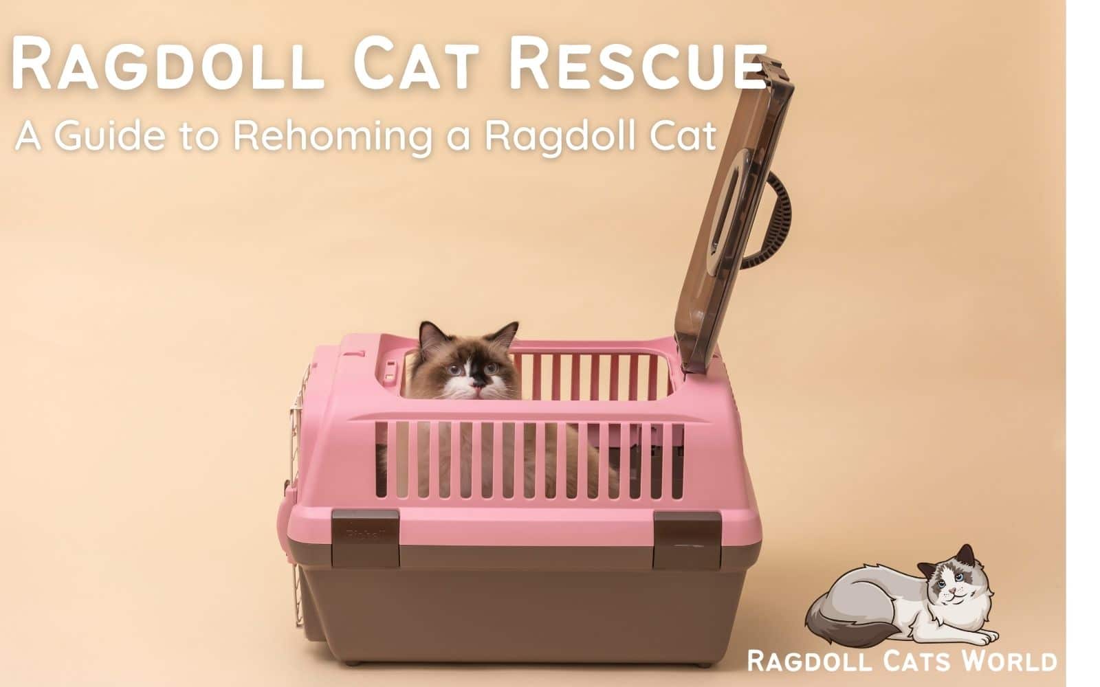 Ragdoll cat rescue