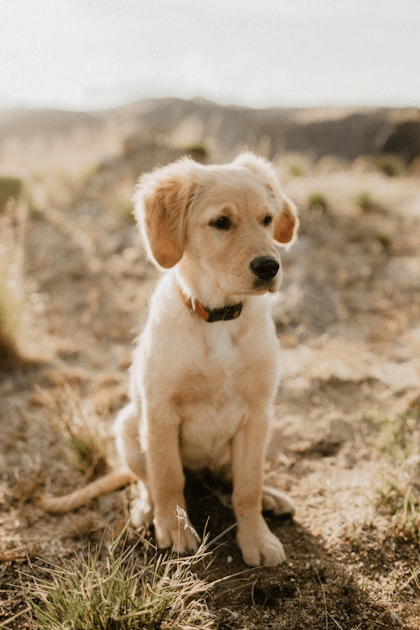 Memorial Gift Ideas for Dogs