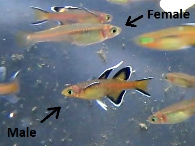 Red Neon Blue Eye Rainbowfish Pseudomugil Luminatus Tank Bred Tropical Fish Aquarium Aquarium Fish Tropical Fish Deliveries to QLD NSW ACT and VIC can be sent via Fastway Couriers or Air Freight. Red Neon Blue Eye Rainbowfish Pseudomugil Luminatus Tank Bred Tropical Fish Aquarium Aquarium Fish Tropical Fish A Pacific Blue-eyes are carnivorous fish particularly suited for garden ponds and aquariums.