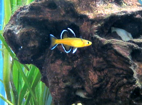 Pacific Blue Eyes Pseudomugil Signifer Nano Tanks Australia Aquarium Shop A Pacific Blue-eyes are carnivorous fish particularly suited for garden ponds and aquariums. Pacific Blue Eyes Pseudomugil Signifer Nano Tanks Australia Aquarium Shop Frog-friendly the Pacific Blue Eye is found up the east coast of Australia.