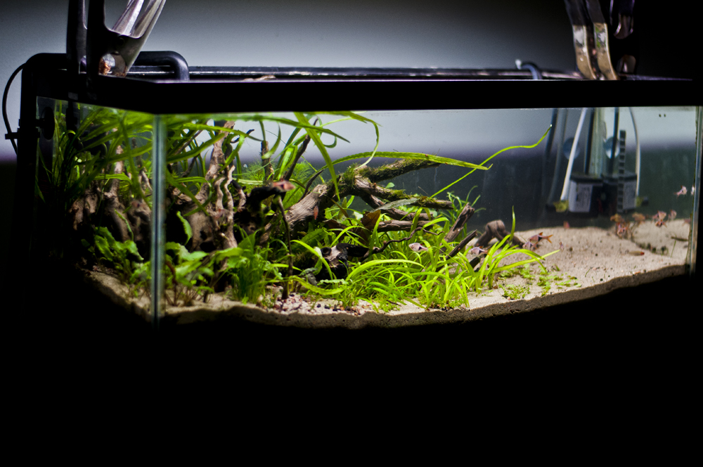 20L Freshwater Planted Tank Rainforest Concepts