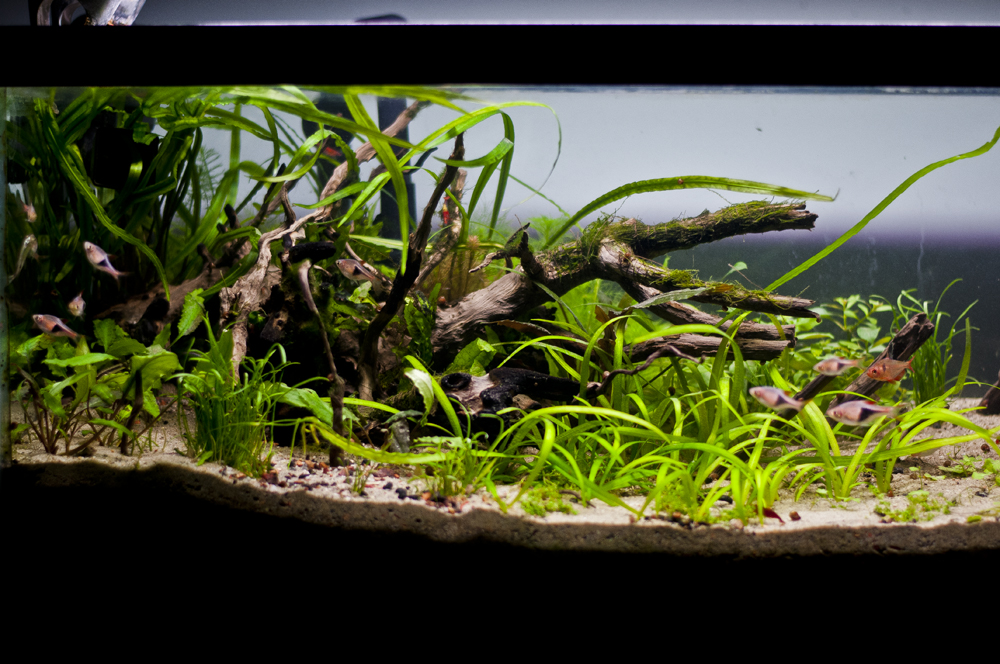 20L Freshwater Planted Tank Rainforest Concepts