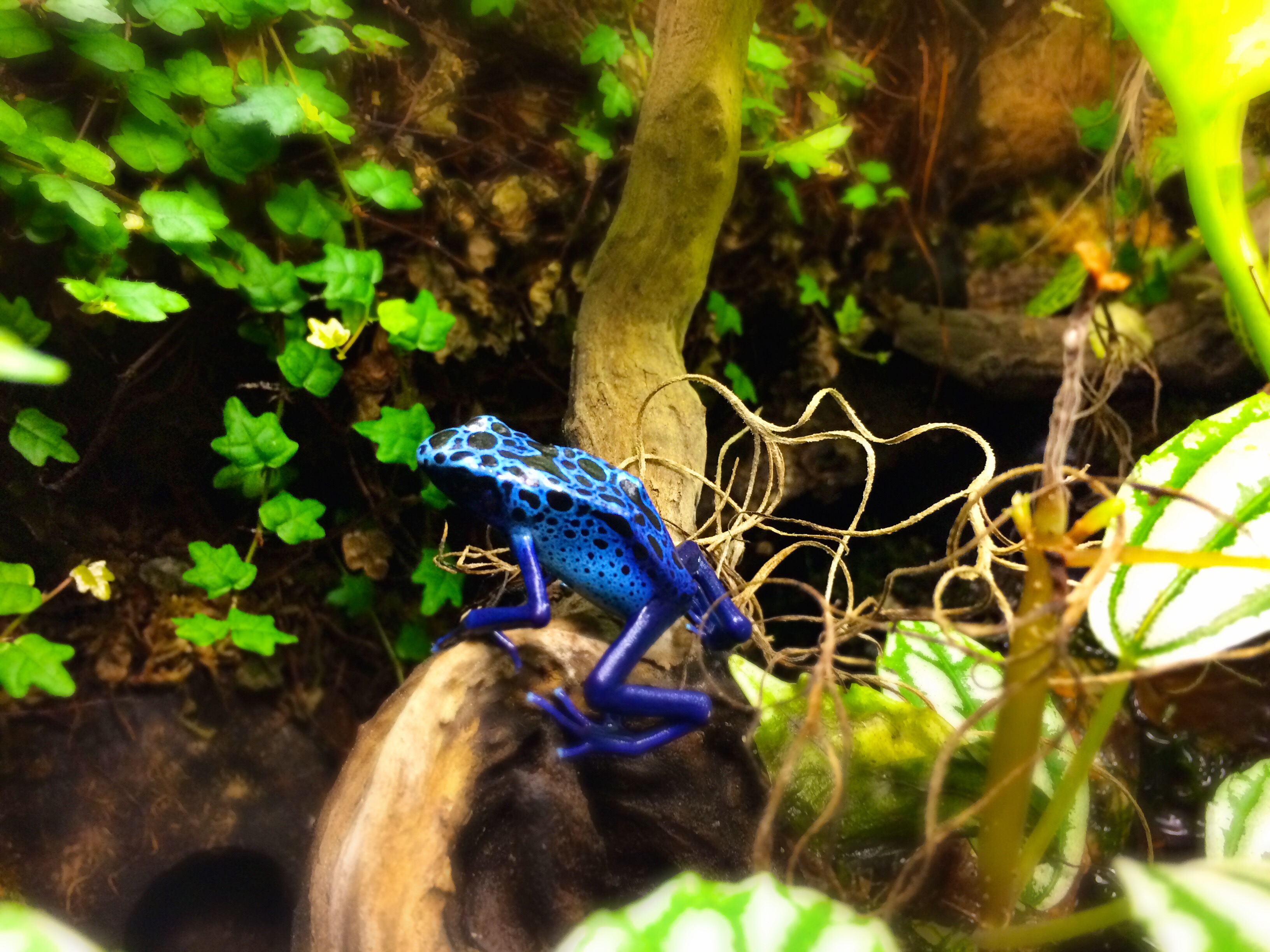 Climbing Azureus Poison Dart Frog – Rainforest Concepts