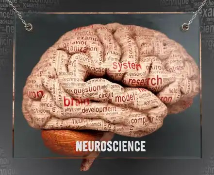 Brain