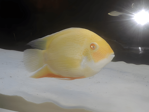 tiny yellow fish swimming in an aquarium