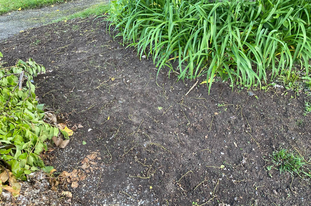 CloverUpdate_FrontWeek01_9693