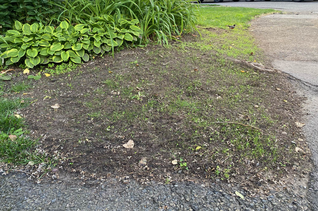 CloverUpdate_FrontWeek03_9925