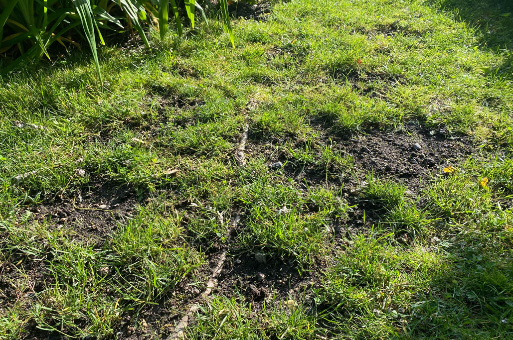 CloverUpdate_SideWeek01_9652