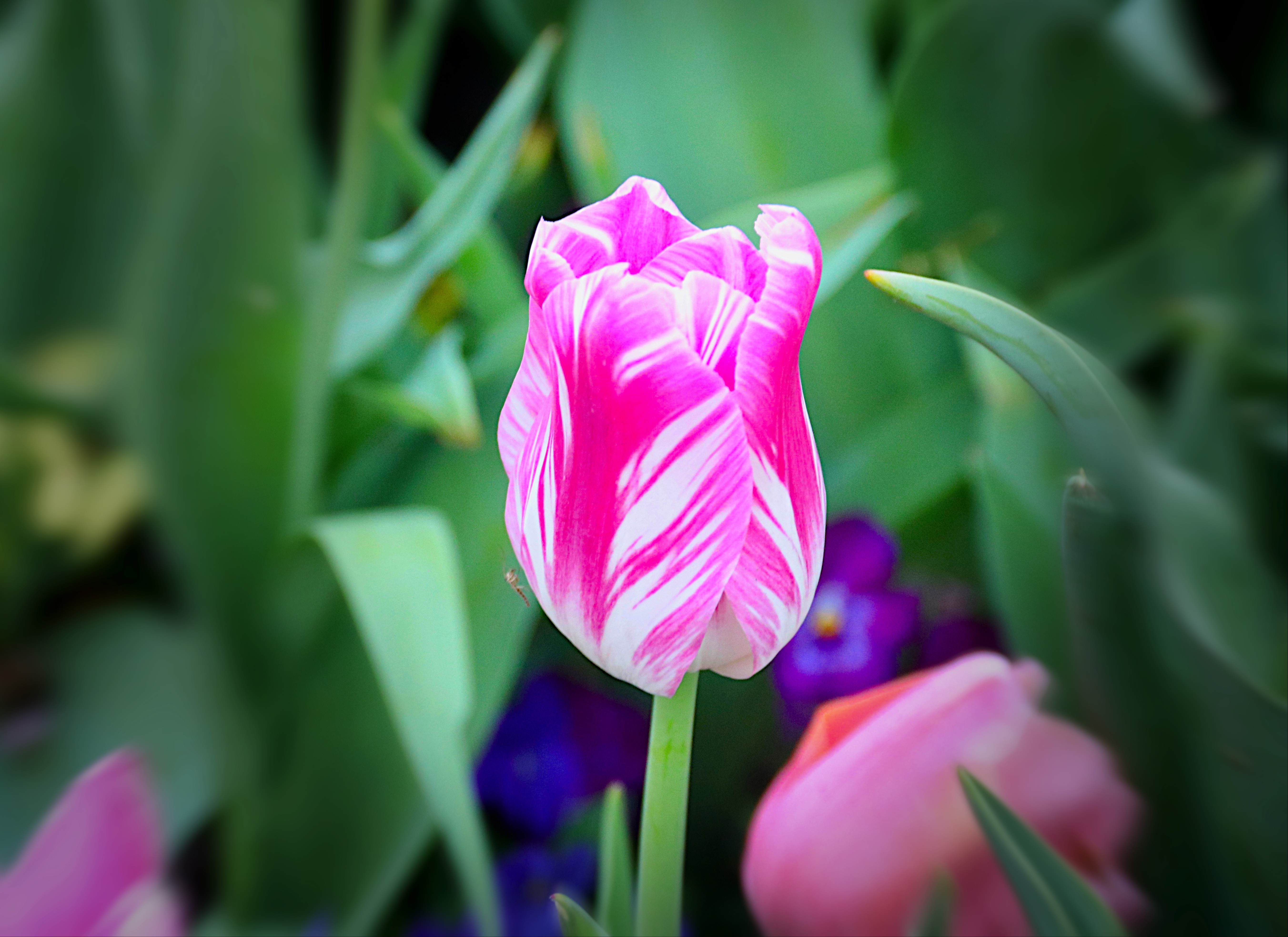 Pink_white-and_mini_bug_March2019