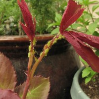 Awful Aphids, Creepy Caterpillars and Evil Black Spot