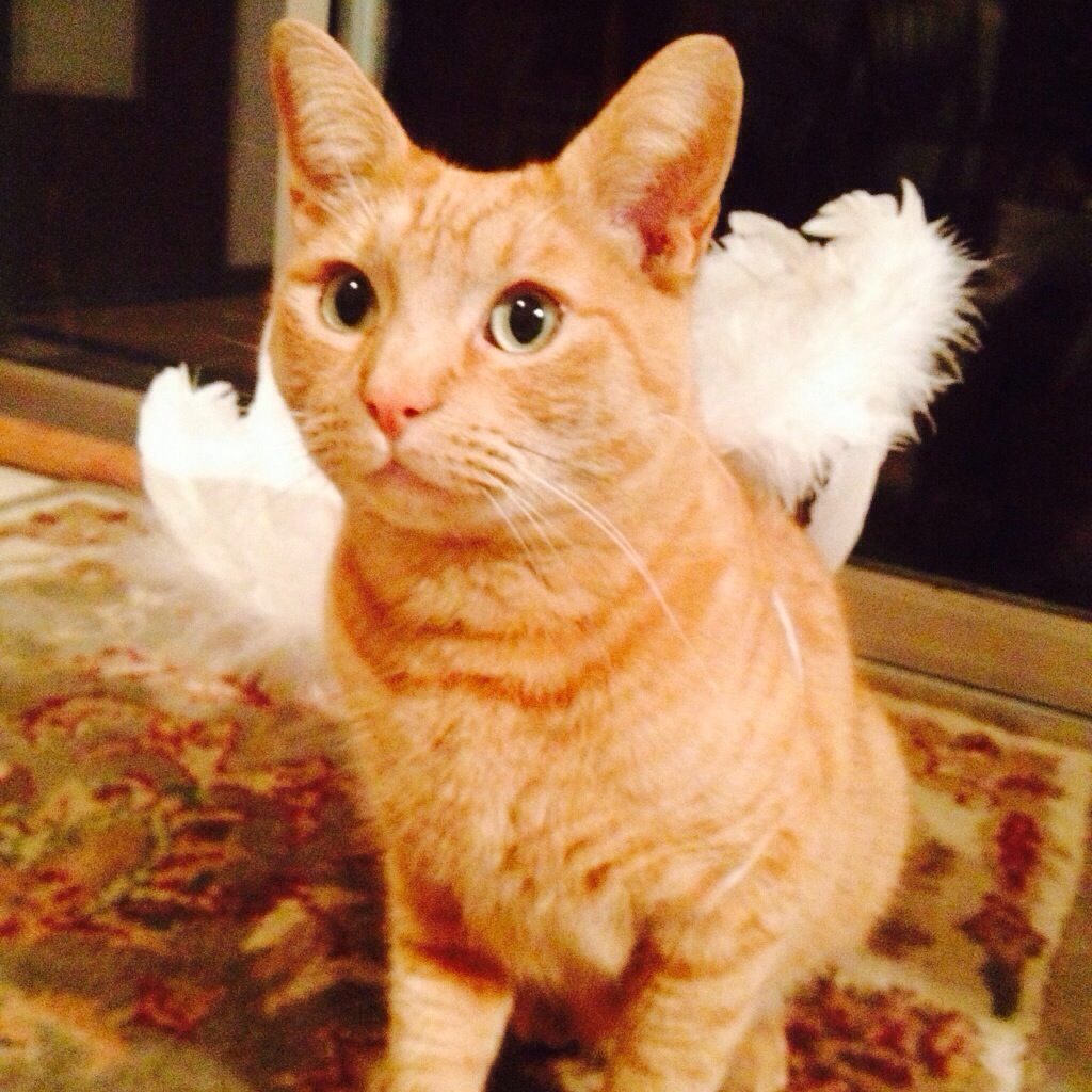 Our cat Sprite, not really an angel, he killed my parakeet this year, evil cat!