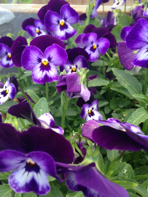 Viola Denim Penny Jump Up