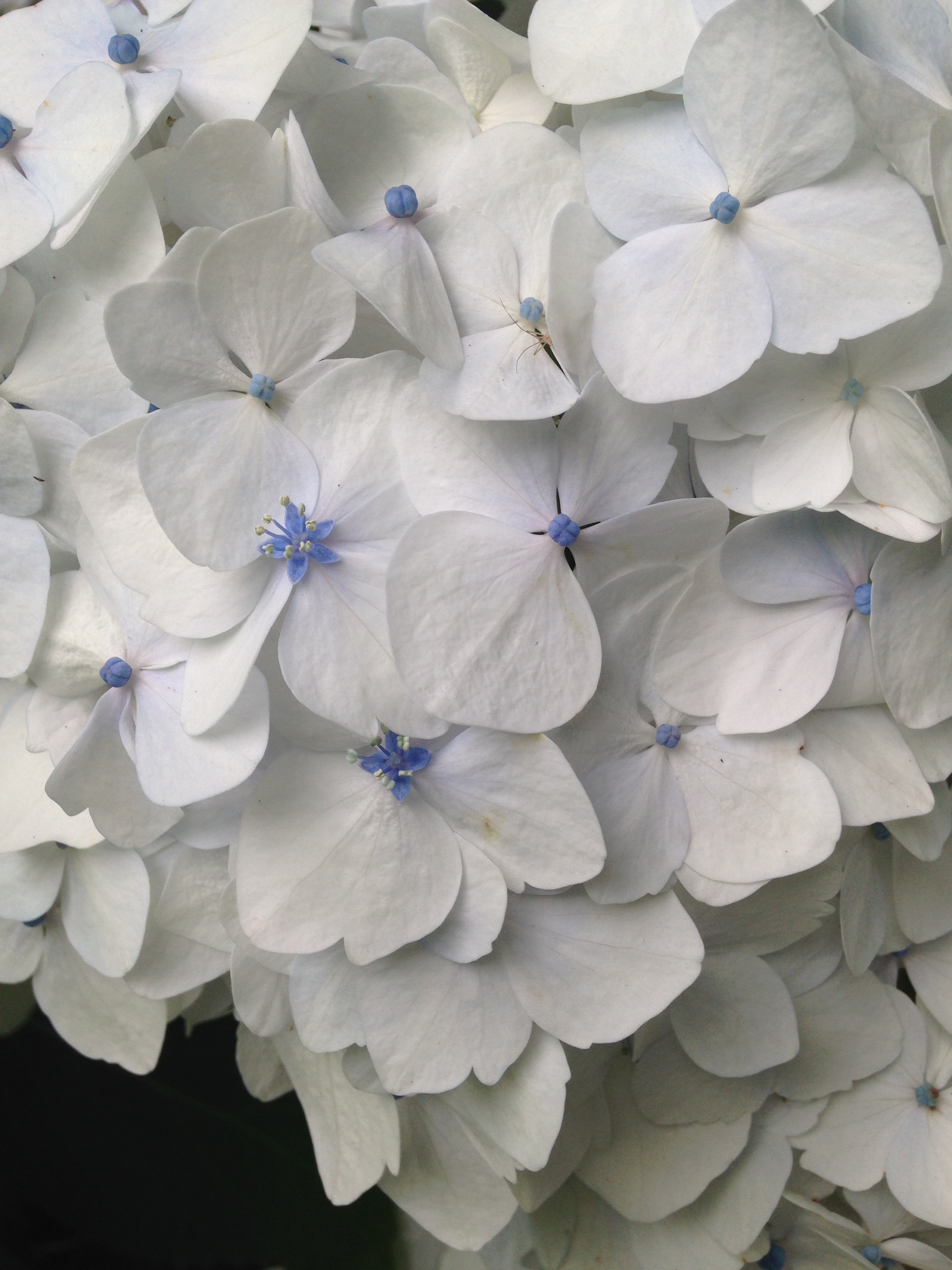 Hydrangea macrophylla