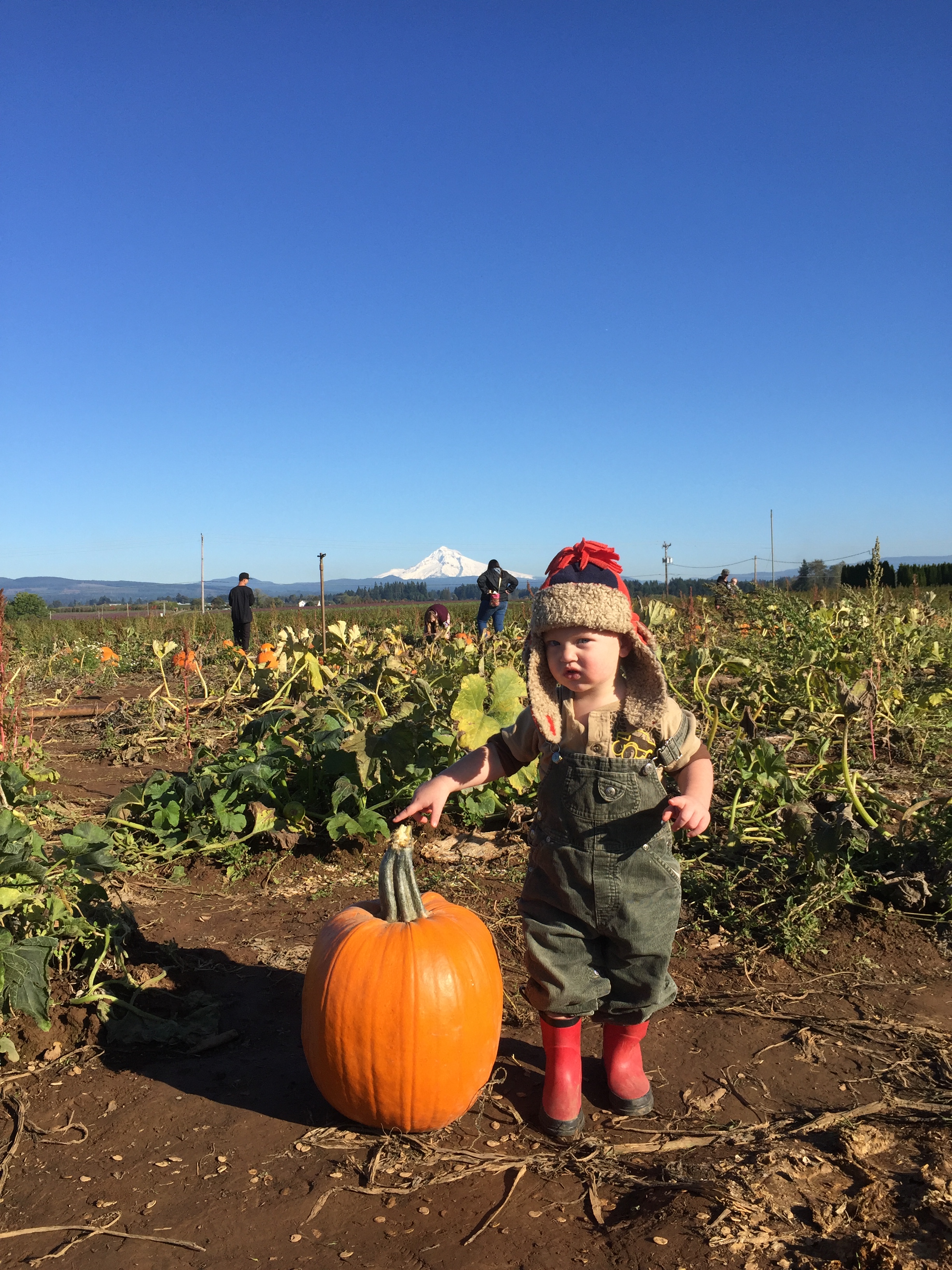 "Where is the Pumpkin?"