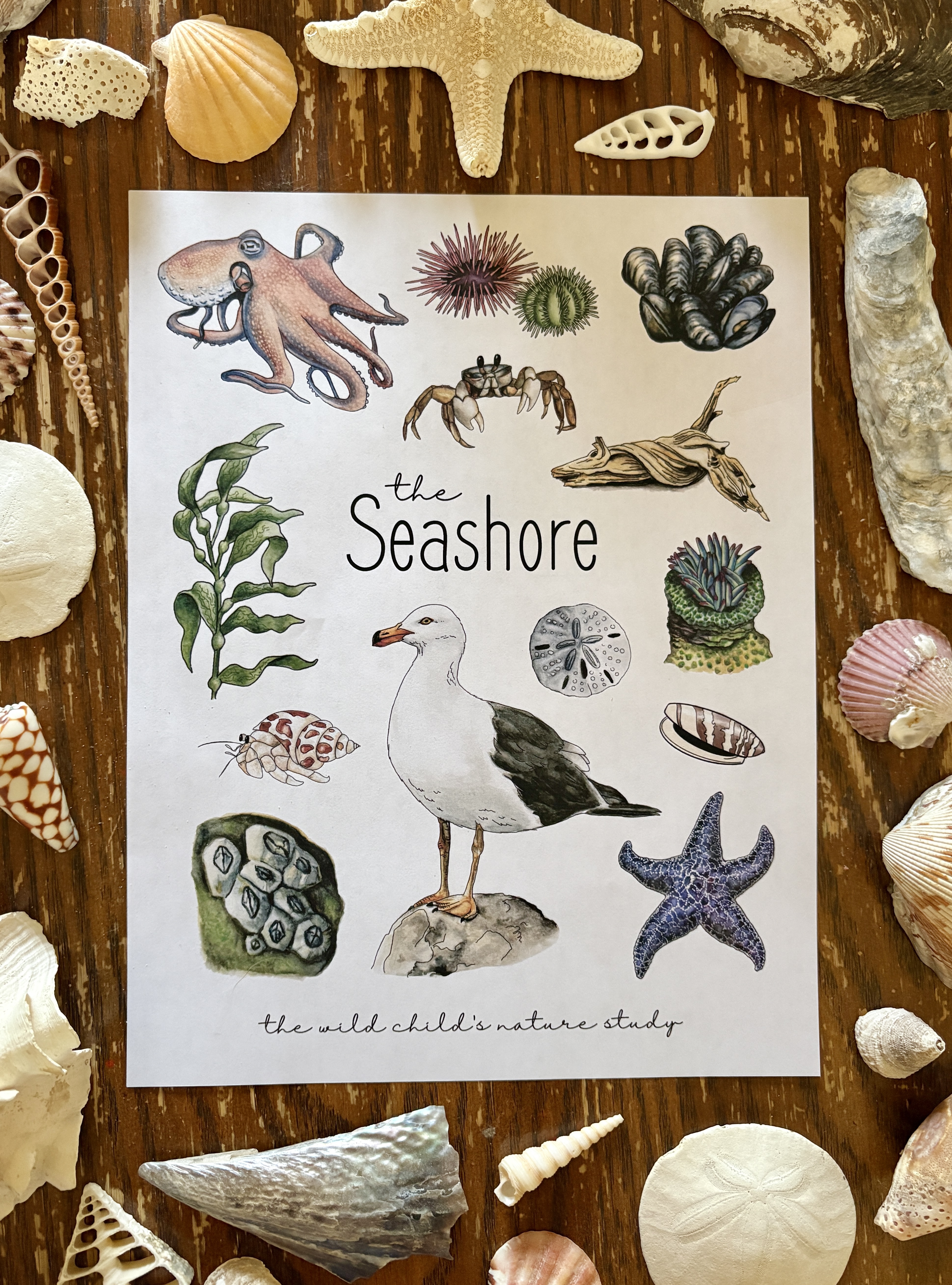 NEW The Seashore Nature Journal