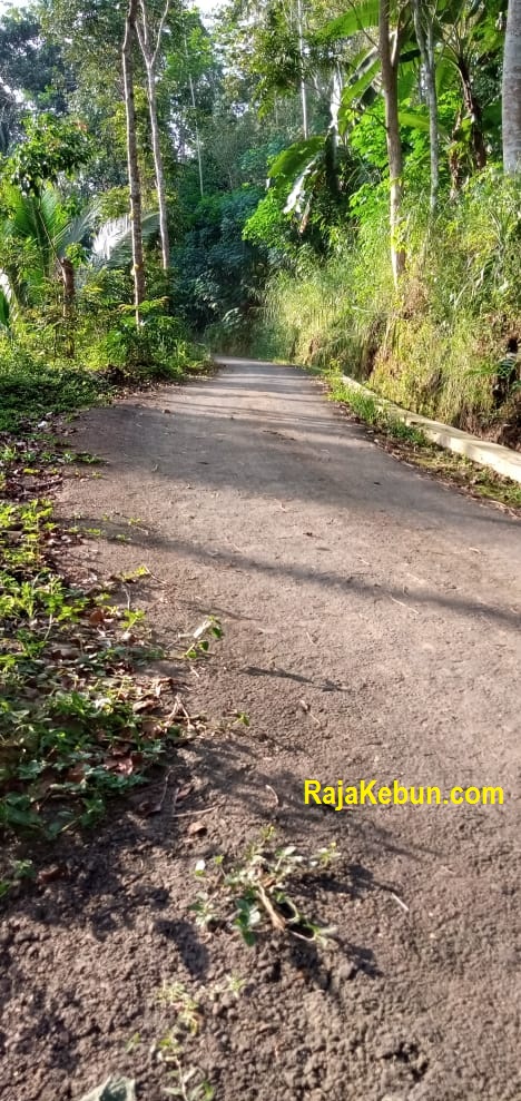 Perkebunan durian ini menempati lahan seluas 15 hektar. Jual Kebun di Purworejo Jawa Tengah | 081311661479 - RajaKebun.com