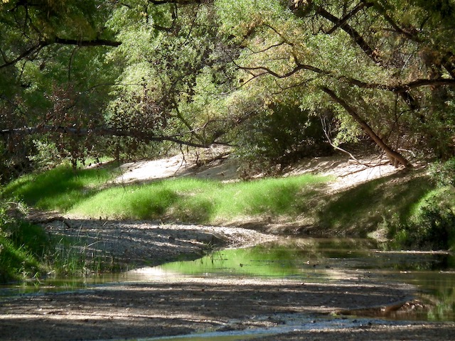 A Rare Bird Surprise, a Huge Insect, and the San Pedro River in October