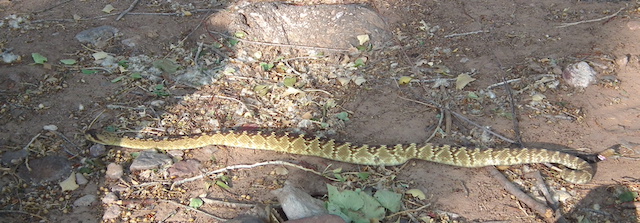 Reading Land: Decoding Rattlesnake Tracks – RALPH WALDT